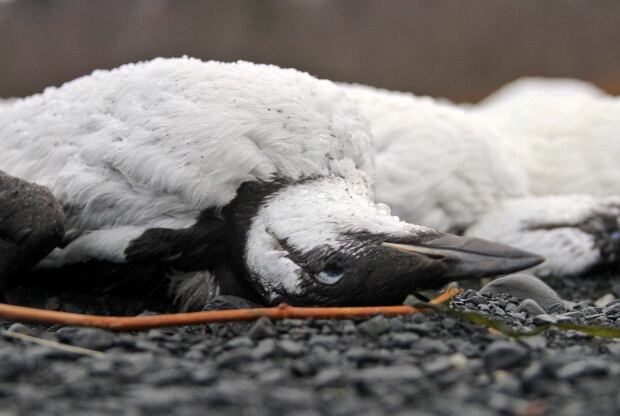North Pacific Bird Deaths