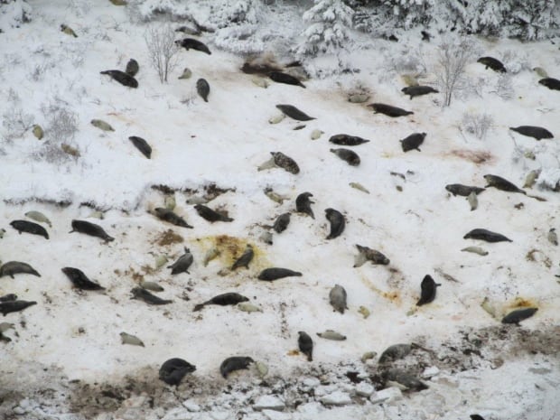 Grey seals pupping on Pictou Island
