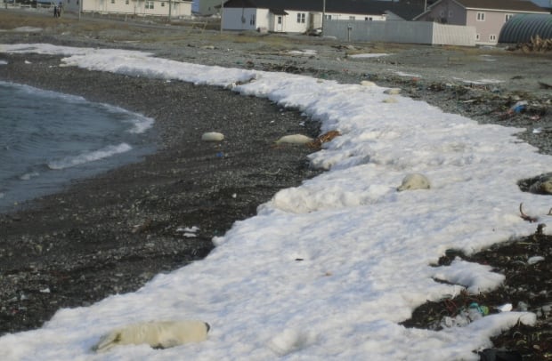 Harp seal pups on shore in Newfoundland in 2010