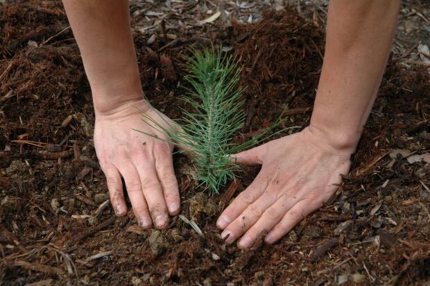 nb-tree-planting