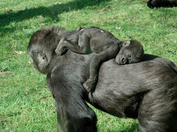 Baby gorilla sleeping