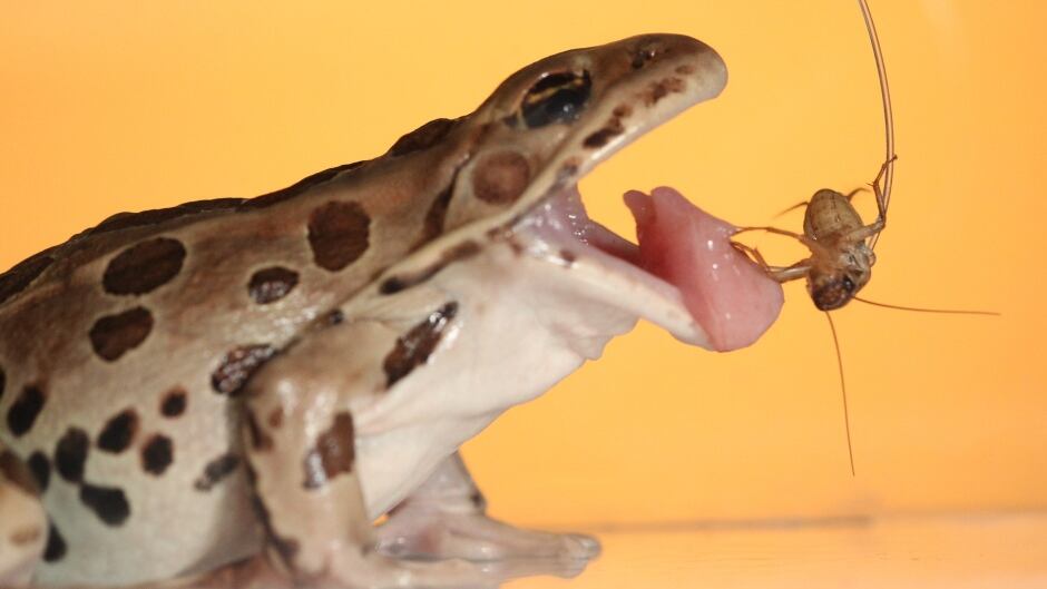Leopard Frog and Cricket