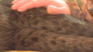 Melanstic Bobcat