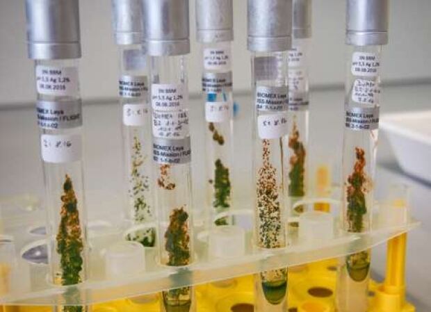 algae in space