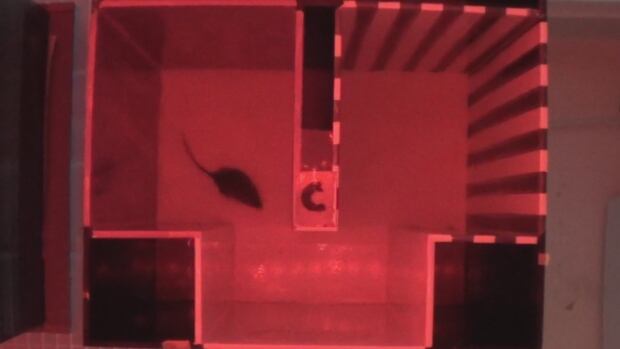 The study involved injecting mice with cocaine in a chamber so that it would associate the area with the pleasure of the drug.