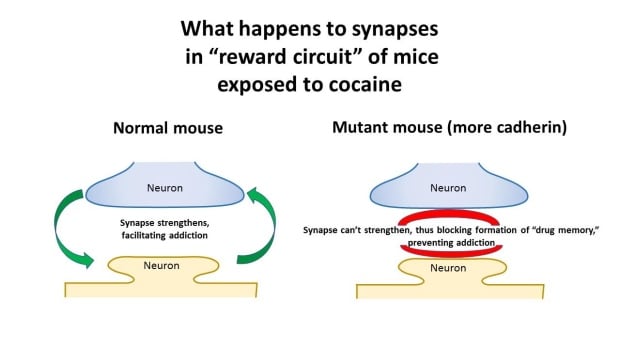 Cadherin Synapse