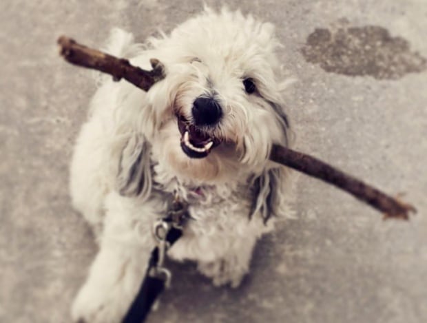 pet resume