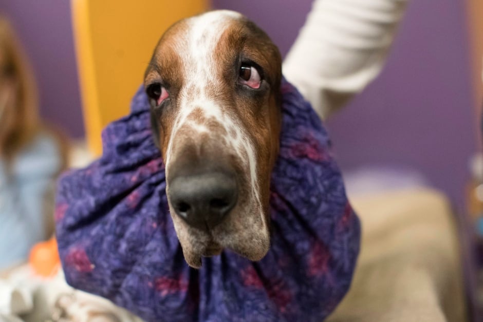 Westminster Dog Show Basset Hound Winners Westminster Dog Show Basset Hound Winners