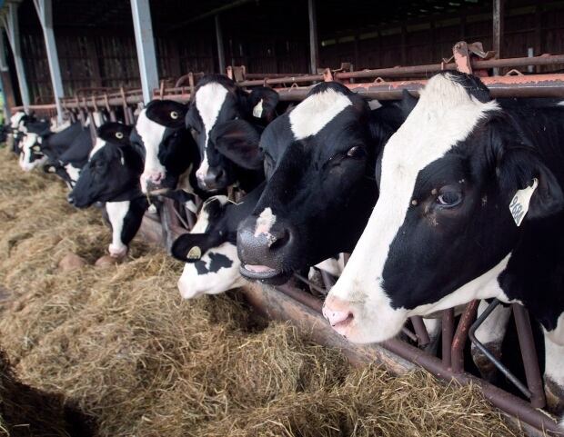 Milking cows