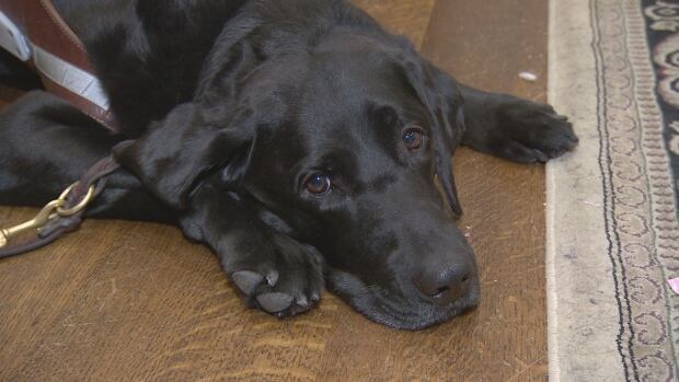 Victoria Nolan guide dog