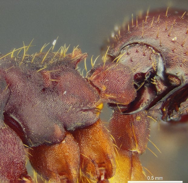 beetlebutt_closeup