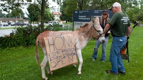 Jeff Peters and Olivia Groenewegen holds on to Stormy the donkey outside the Correctional Service Canada regional headquarters in Kingston, Ont. on Friday July 23, 2010. Members of Save Our Prison Farms held a blockade in front of the headquarters. THE CANADIAN PRESS/Lars Hagberg Prison Farms Protest 20100723