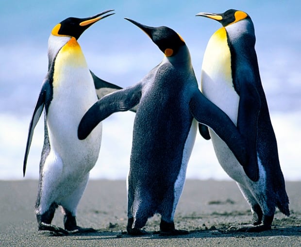 DO NOT USE Penguin trio