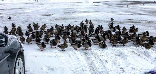 Parking Lot Ducks