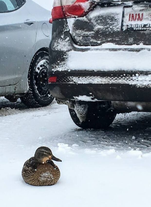 Parking lot duck