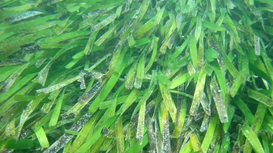 New research says that seagrasses, marine angiosperms (flowering plants), filter harmful seaborne bacteria.