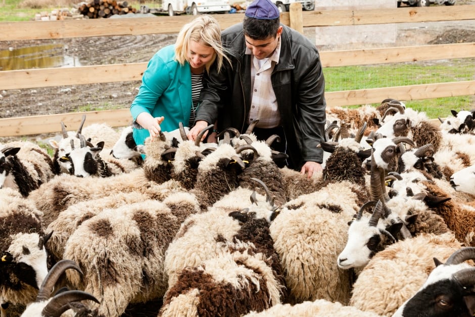sheep-4