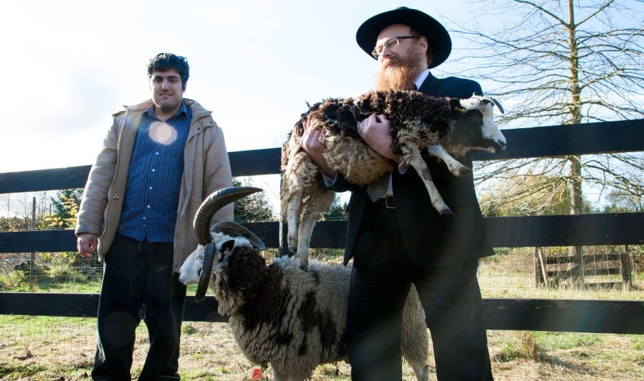 sheep-7