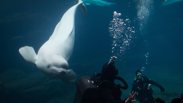 Vancouver Park Board votes to end display of cetaceans at aquarium