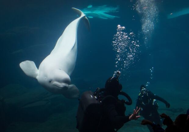 Belugas Navy Divers 20150118
