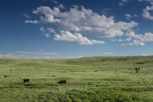 Grasslands 1