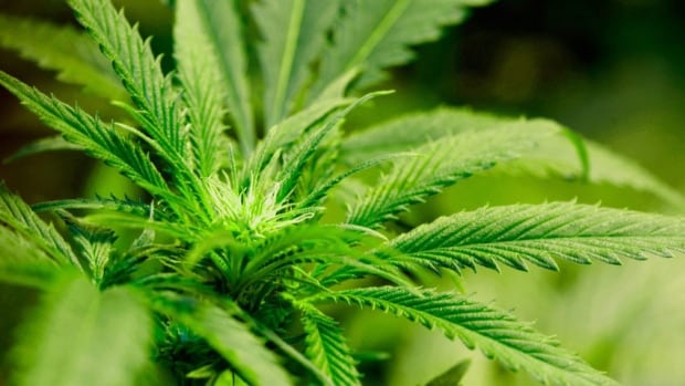 marijuana plant