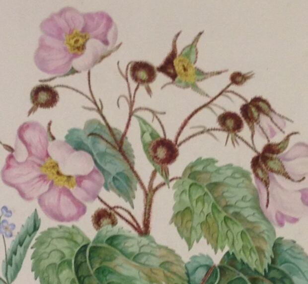 Detail from Canadian Wild Flowers