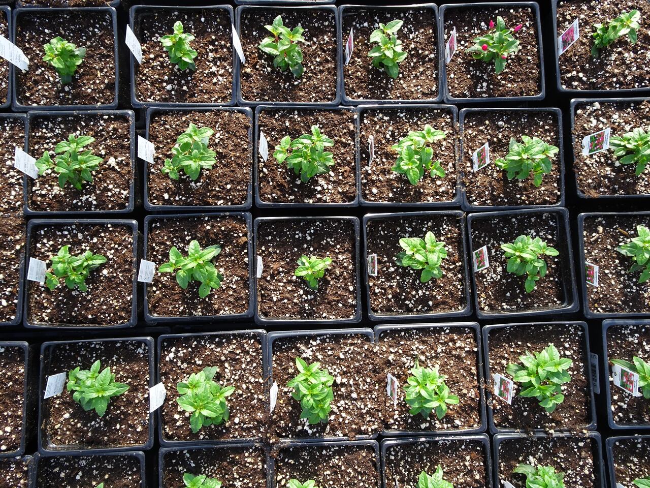 Alberta Gardening Zone 4a Fasci Garden