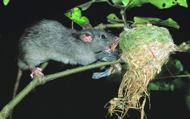 Save the Kiwi