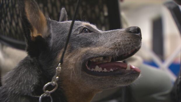Halifax Kennel Club tiene 300 de perros de muestra en su larga historia - Nova ... - CBC.ca 1 Australian cattle dog