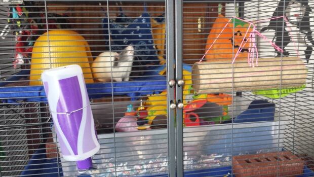 Rat Haven