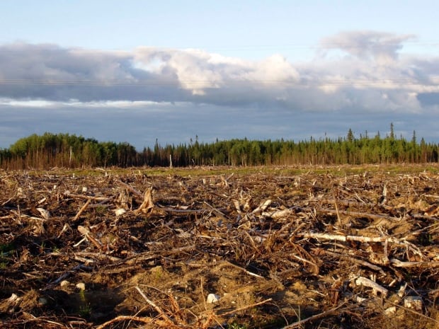 Canada Logging Agreement