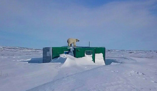 inukjuak polar bear