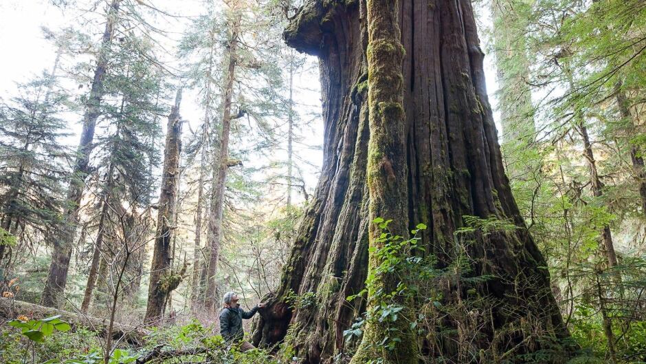A photographer stands at the base of an ancient tree in Central Walbran Valley, B.C., in this undated photo. U.S. apparel conglomerate VF Corporation has vowed not to use ancient or endangered trees in the making of its products.