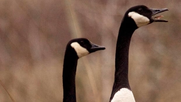 canada goose online return canada goose online return