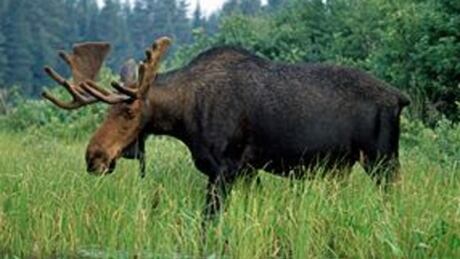 Moose in woods