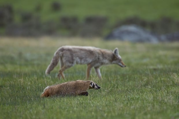 Coyote and Badger