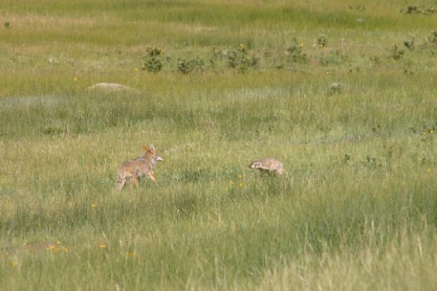 Badger and Coyote