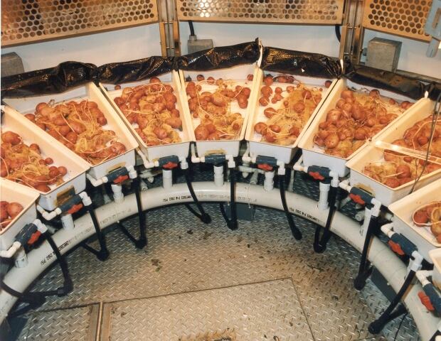 NASA potatoes
