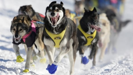 Melissa Stewart's team competes in the official restart of the Iditarod, a nearly 1,610-kilometre sled dog race across the Alaskan wilderness, in Fairbanks, Alaska, U.S. on March 6, 2017. Iditarod