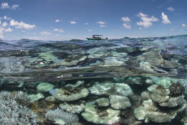 Maldives Global Coral Die-Off