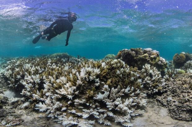 Fiji Global Coral Die-Off