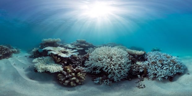 Maldives Global Coral Die-Off