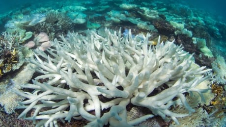 This May 2016 photo provided by the Ocean Agency/XL Catlin Seaview Survey shows coral bleaching in the Maldives. Coral reefs, unique underwater ecosystems that sustain a quarter of the world's marine species and half a billion people, are dying on an unprecedented scale. Scientists are racing to prevent a complete wipeout within decades. Maldives Global Coral Die-Off