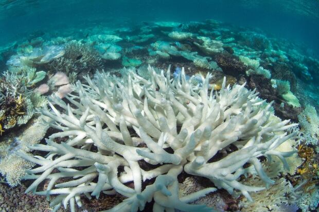 Maldives Global Coral Die-Off