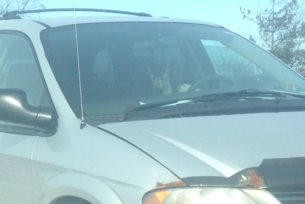Goat in car 2