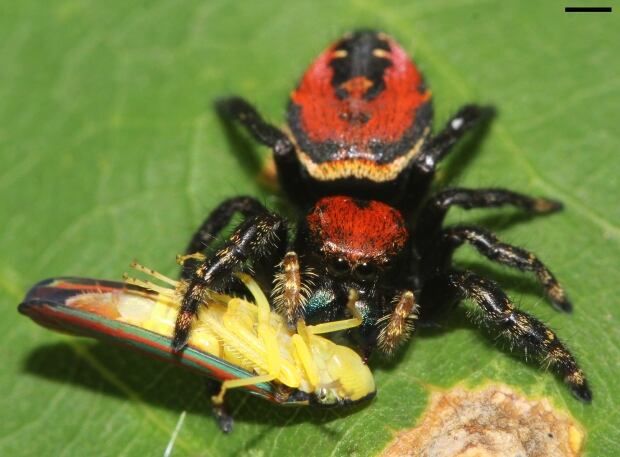 Jumping spider