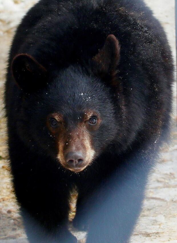 Little Bear