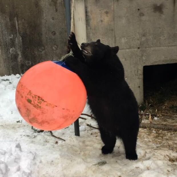Little Bear