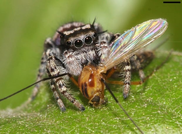 Jumping spider